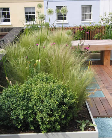 Ornamental grasses and boxwood shrubs in raised planter on rooftop deck with building facade